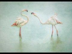 Eileen Jones - Flamingo Friendship - Third.jpg